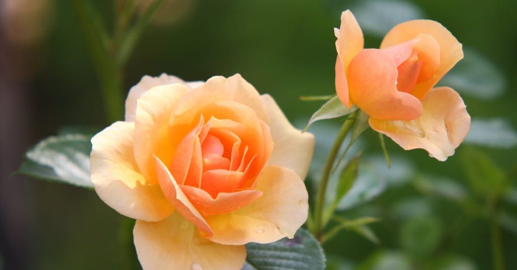 rose-flower-blossom-bloom-39517-39517.jpg