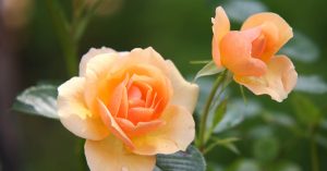 rose-flower-blossom-bloom-39517-39517.jpg