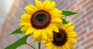 sunflower-flowers-bright-yellow-46216-46216.jpg